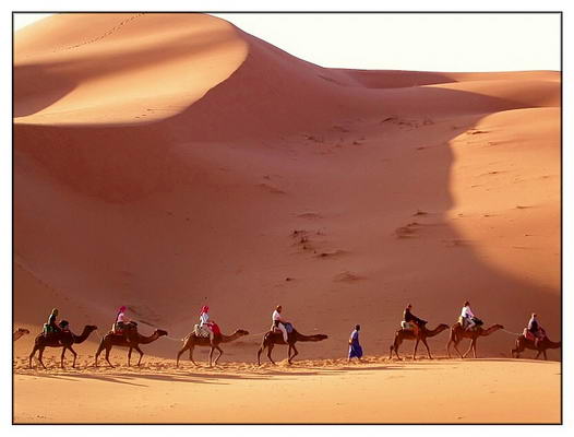 Camel Safari & White Desert